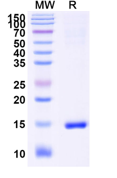 CASP3 Camelus Monoclonal Antibody