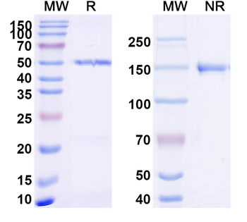 Dupilumab Non-Neutralizing Rabbit Monoclonal Antibody