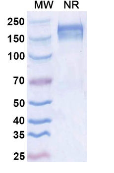 Dupilumab Neutralizing Rabbit Monoclonal Antibody