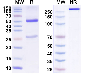 HCMV/HHV-5 gB/Envelope glycoprotein B Human Monoclonal Antibody