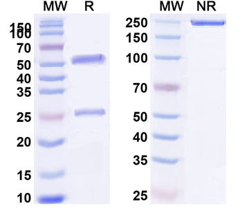 HCV NS1/gp68/gp70/E2 Human Monoclonal Antibody
