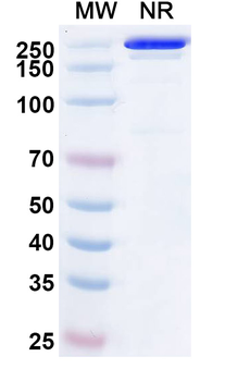 Chikungunya Virus/CHIKV VLP Human Monoclonal Antibody