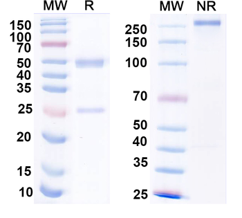 Mycobacterium tuberculosis icl1/Isocitrate lyase 1 Human Monoclonal Antibody