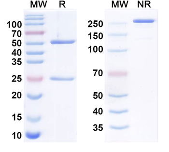 Trastuzumab Idiotypic Mouse Monoclonal Antibody