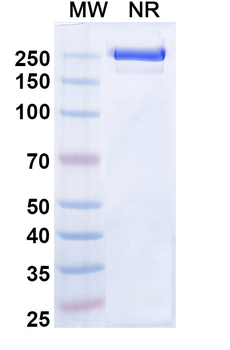 IL11 Mouse Monoclonal Antibody