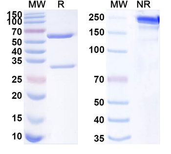 TIGIT/PD-L1 Mouse Monoclonal Antibody