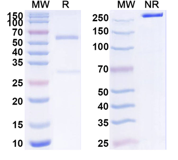 PD-L1/CD28 Mouse Monoclonal Antibody