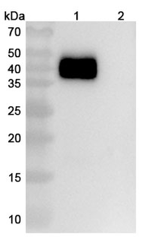 PD-L1/CD3e Mouse Monoclonal Antibody