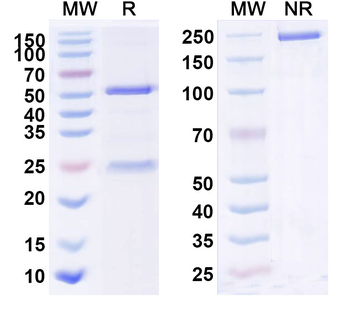PD-1/CD47 Mouse Monoclonal Antibody