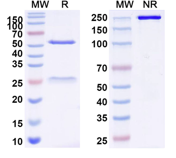 F4/80/CD3e Mouse Monoclonal Antibody