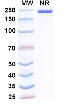 hEGFRvIII/mCD3e Mouse Monoclonal Antibody