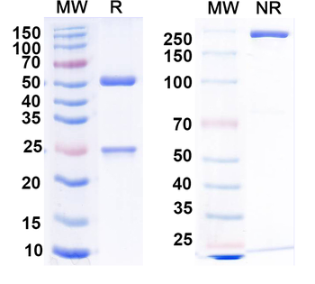 CTLA4/OX40 Mouse Monoclonal Antibody