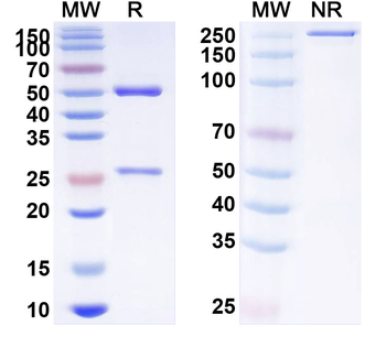 CTLA4/PD-L1 Mouse Monoclonal Antibody