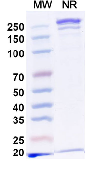 CD19/CD3e Mouse Monoclonal Antibody