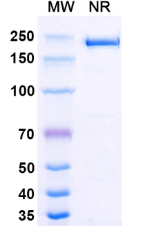 IGF1 Human Monoclonal Antibody