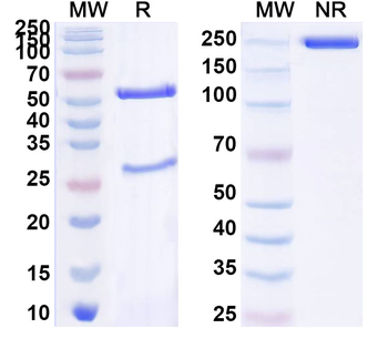 PCV2 Cap/Capsid protein Human Monoclonal Antibody