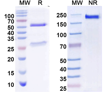Alpaca Nanobody (VHH) Secondary Mouse Monoclonal Antibody