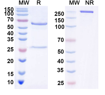 IL38/IL1F10 Human Monoclonal Antibody