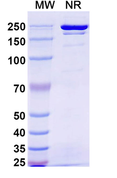 SARS-CoV-2 RBD (JN.1) Neutralizing Human Monoclonal Antibody