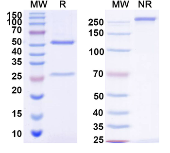 HIV-1 Protease Human Monoclonal Antibody