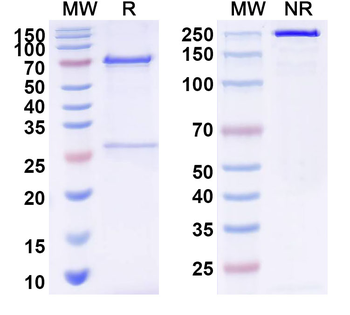 HAdV-3 L3/CP-H/Protein II Human Monoclonal Antibody
