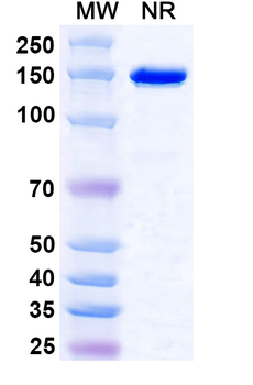 Influenza A virus M2 ectodomain/M2e Mouse Monoclonal Antibody