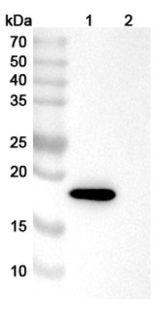 Bet v 1/Allergen Bet v I-A Mouse Monoclonal Antibody