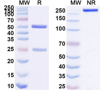 CD121b/IL1R2 Human Monoclonal Antibody