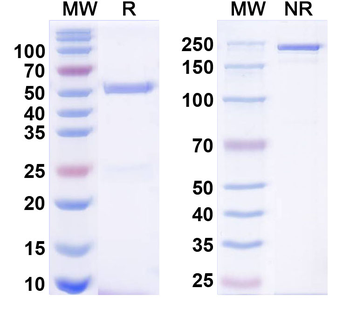 LRRC15/LIB Human Monoclonal Antibody
