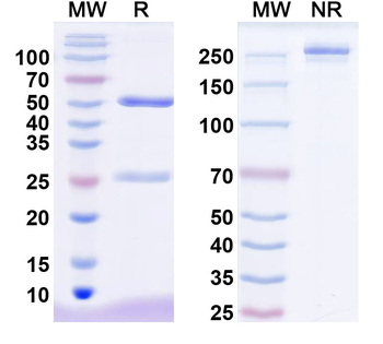 ANGPTL4 Mouse Monoclonal Antibody