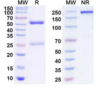 ANGPTL4 Mouse Monoclonal Antibody
