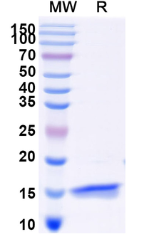 CD120a/TNFRSF1A/TNFR1 Camelus Monoclonal Antibody