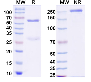 IL31RA Canine Monoclonal Antibody
