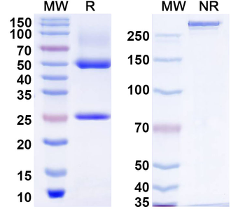 ZFYVE20 Mouse Monoclonal Antibody