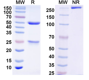 Norovirus/Norwalk virus Major capsid protein/VP1 Human Monoclonal Antibody