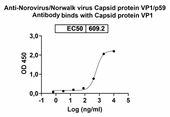 Norovirus/Norwalk virus Capsid protein VP1/p59 Human Monoclonal Antibody