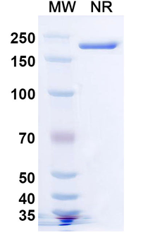 TREM2 Mouse Monoclonal Antibody