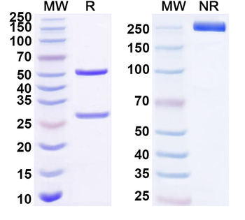 IL25/IL17E Mouse Monoclonal Antibody