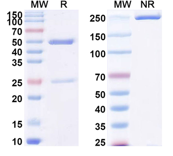 PODXL Human Monoclonal Antibody