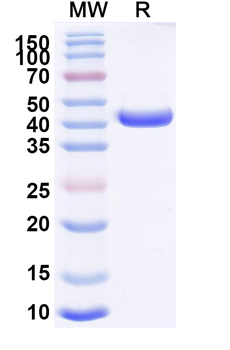CD163 Mouse Recombinant Antibody