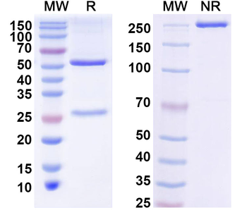 APP/Amyloid beta Mouse Monoclonal Antibody