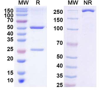 Phospho-Tau (pSer422) Mouse Monoclonal Antibody