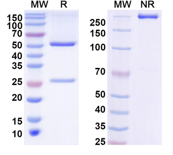 BRAF/B-Raf (V600E) Mouse Monoclonal Antibody