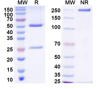 CD79b/CD3 Monoclonal Antibody