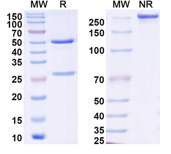 DENV-1/2 NS1 Human Monoclonal Antibody