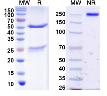 DENV-2 Envelope protein E/EDI/EDII domains Human Monoclonal Antibody