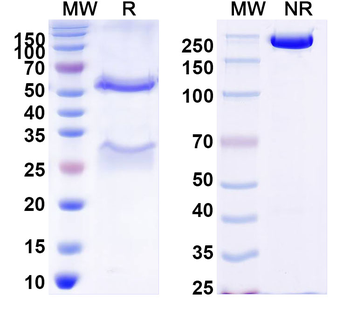 DENV-2 Envelope protein E/EDE1 Human Monoclonal Antibody