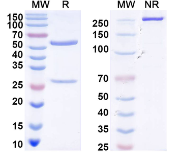 DENV-2 Envelope protein E/EDIII A strand Human Monoclonal Antibody