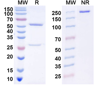 DENV-2 Envelope protein E/EDIII A strand Human Monoclonal Antibody