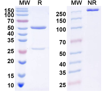 DENV-1 Envelope protein E Human Monoclonal Antibody